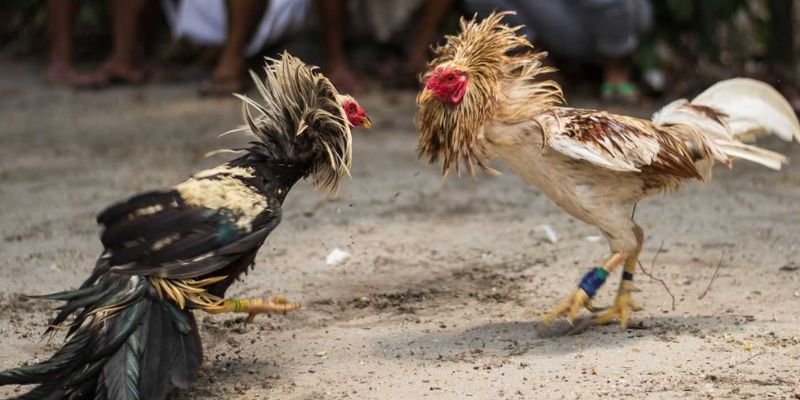 Không bỏ lỡ bất kỳ trận đá gà nào với WW88